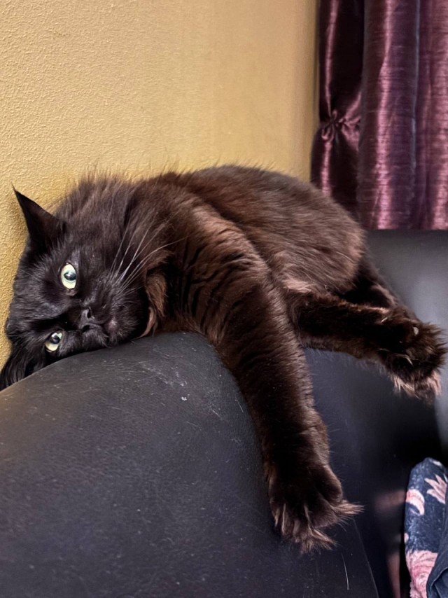 Котовторник же!