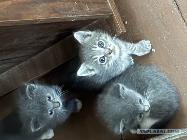 Мужчина нашёл котят на дороге