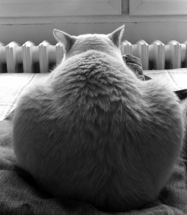 Ищу фото кота