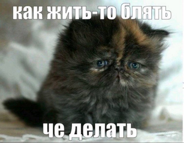 Веселое настроение в картинках 29.07.26