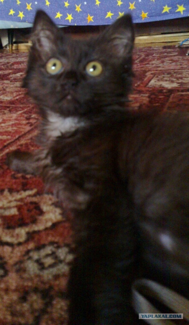 Котовторник  30.07.2013