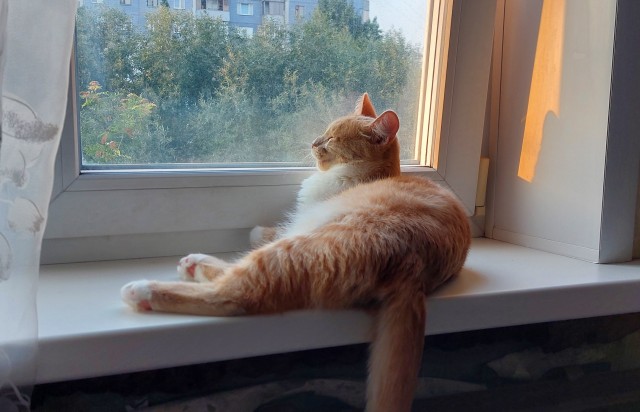 Фотки красивого кота.