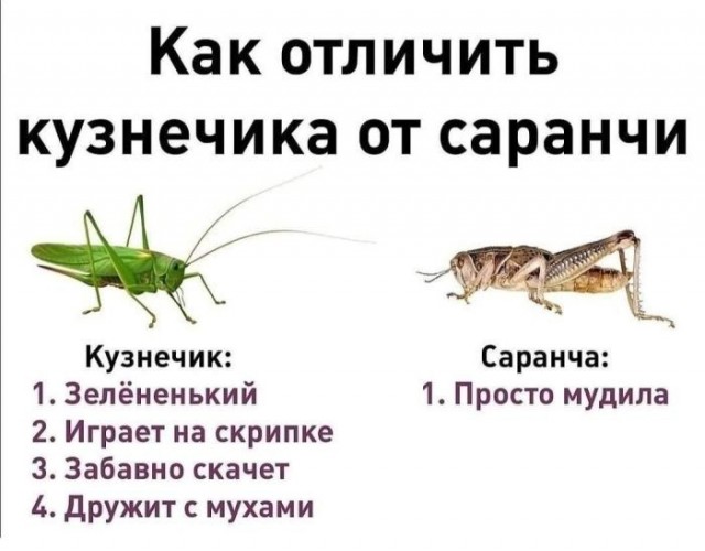 Картинки для деградации 273 (разной степени свежести)