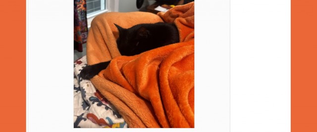 Чёрному котику очень уютно