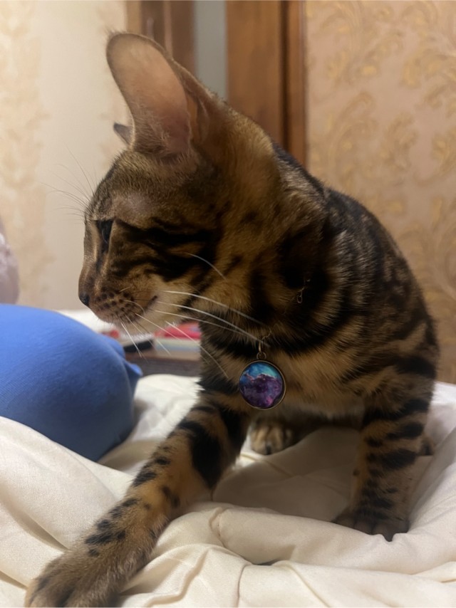 К-котовторник