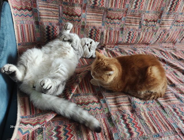 Котовторник.