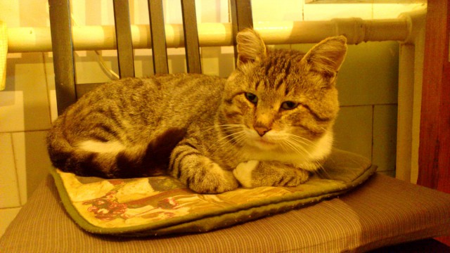 Котовторник 12.11.2013