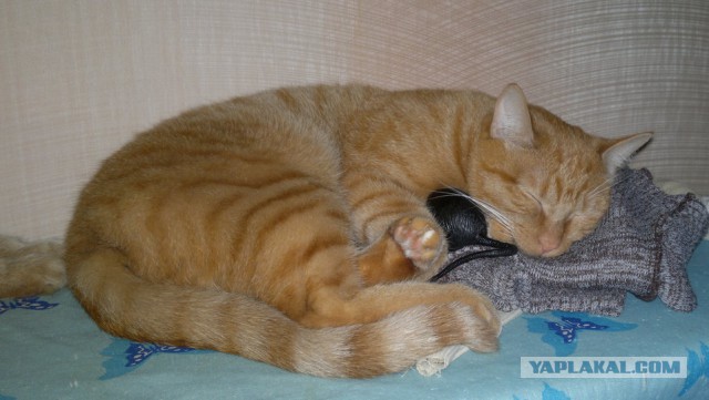 С Котовторником!