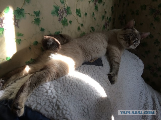 Котовторник 10.06.2014