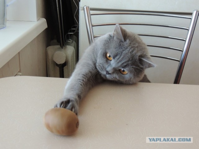 Котовторник 17.06.2014