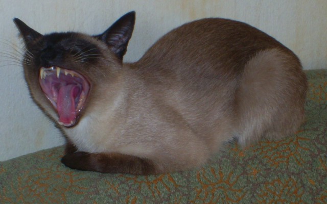 А у тебя есть фото твоей зевающей котейки ?