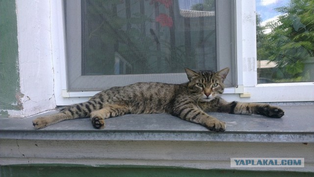 Котовторник 02.09.2014