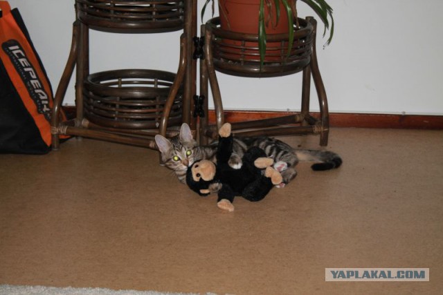 Котовторник 11.11.2014