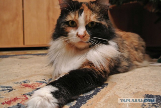 Котовторник 11.11.2014