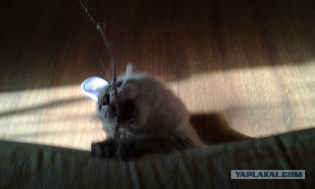 Котовторник