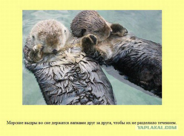 20 фактов обо всем