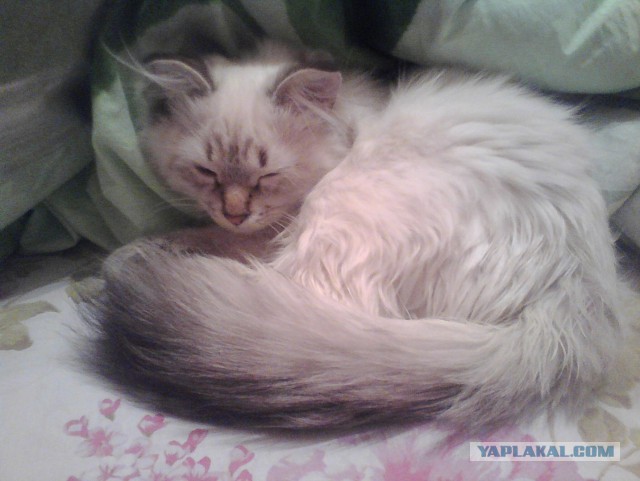 Котовторник 31.03.2015