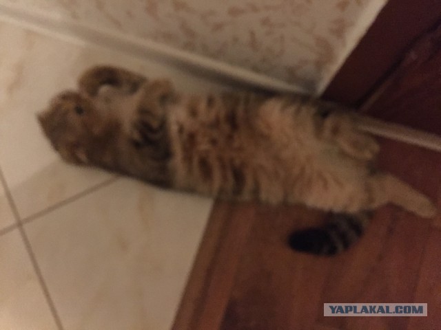 Котовторник 31.03.2015