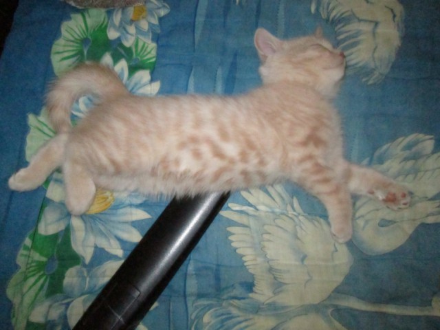 Котовторник