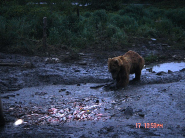 Путина 2005, Камчатка