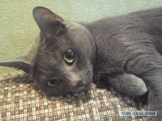 Котовторник 09.06.2015