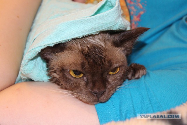 Котовторник 16.06.2015., Котовторник наступил!