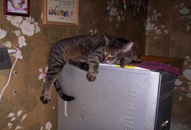 Котовторник  21.07.2015
