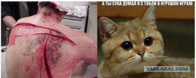 Убери руки, человек!
