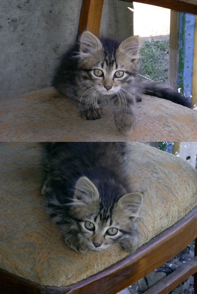 Котовторник