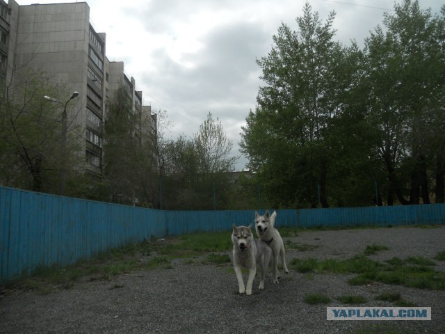 Эти глаза...
