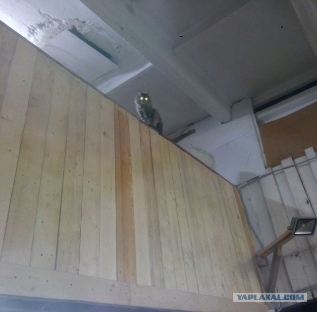 Котовторник 22.12.2015