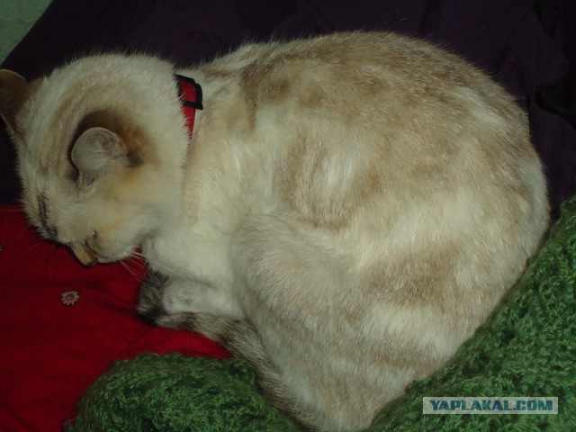 Мой личный котоленд 7