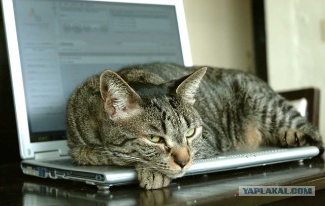Котовторник 19.01.2016