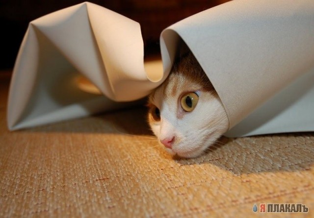 Коты, кошки, котята
