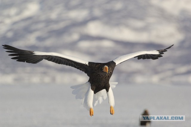 Медведи Камчатки