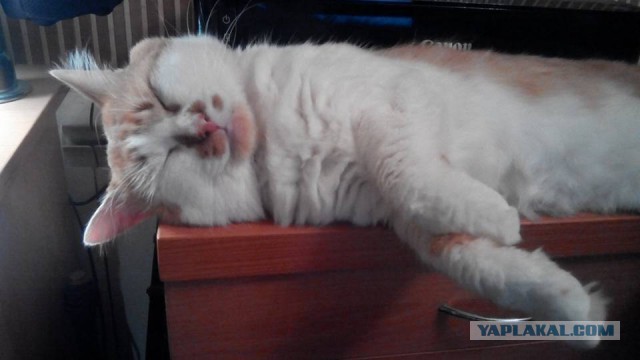 Котовторник - начало