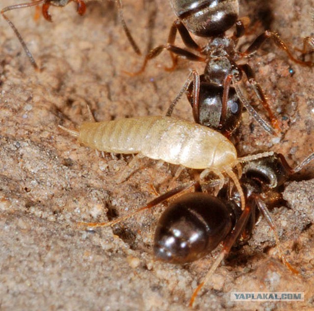 Муравьиное братство: пьяные оргии, «Поза чемоданчика» и «Не пади врагу»