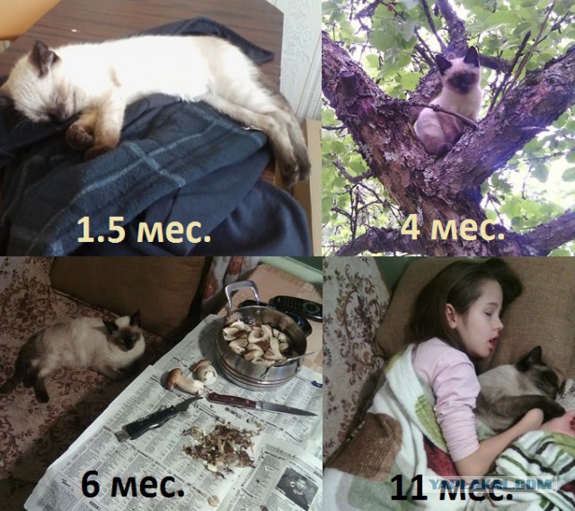 Как я кота приютил