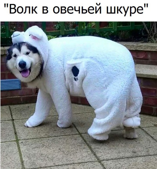 Самые смешные животные