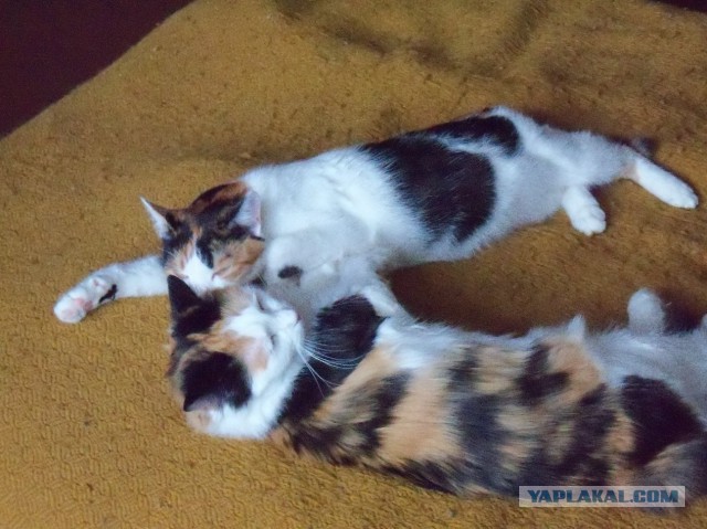 Кот с кошкой так влюблены друг в друга, что не могут скрыть свои чувства