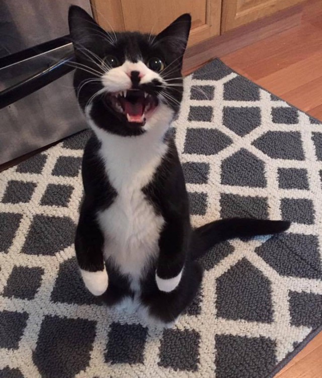 Коты и Кошки