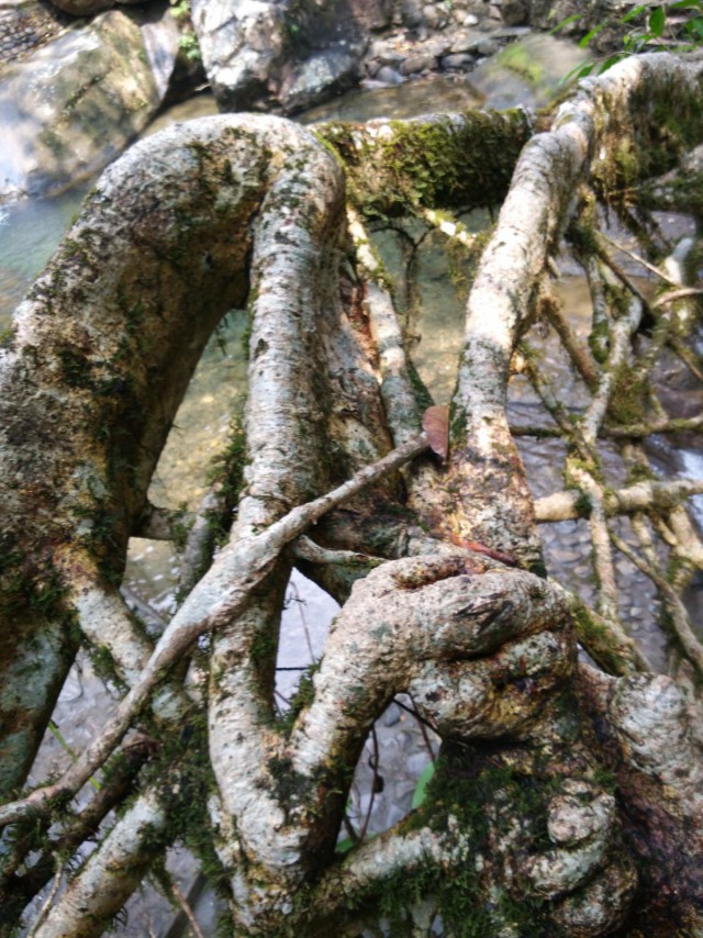 К живым мостам и обратно. Заметки из Индии