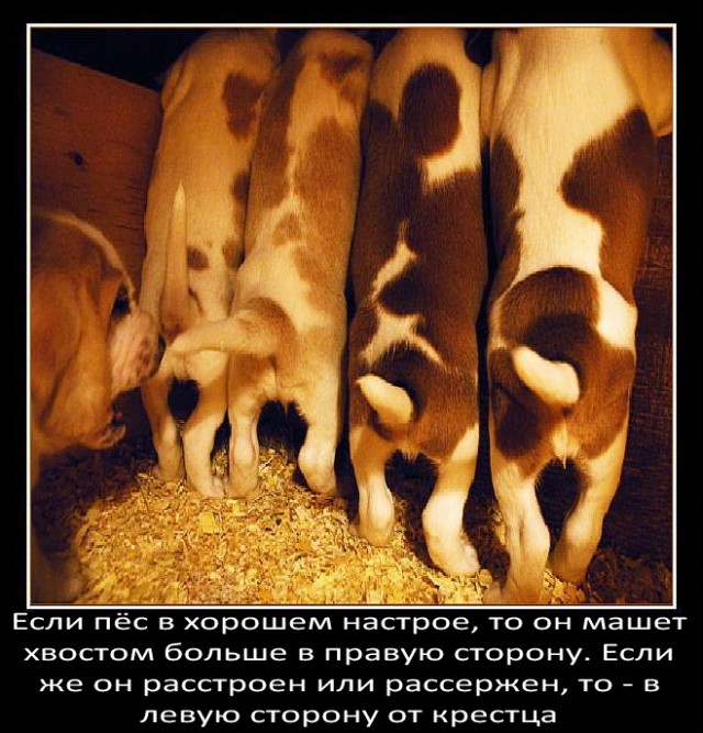 Немного о собаках