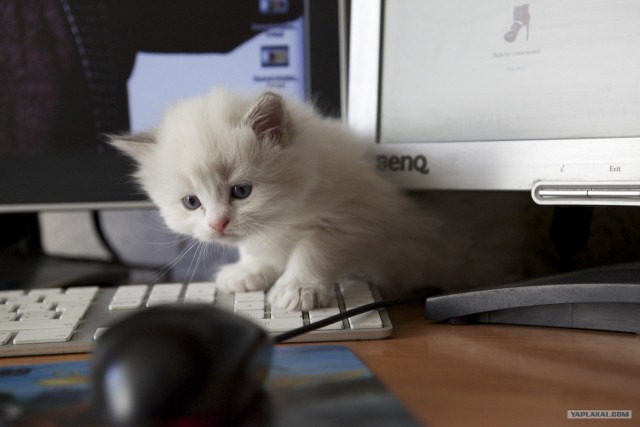 Котовторник! 08.11.11