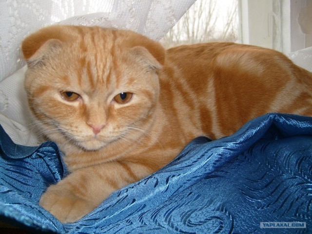 Котовторник 13.12.11 - магическе числа