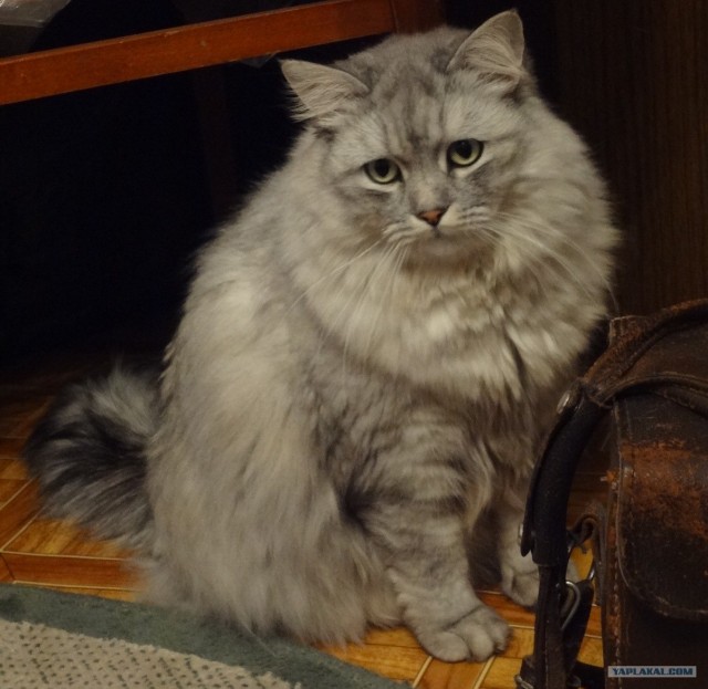 Котовторник (31.01.2012)