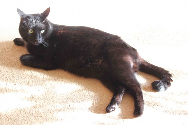 Котовторник! 13.03.2012