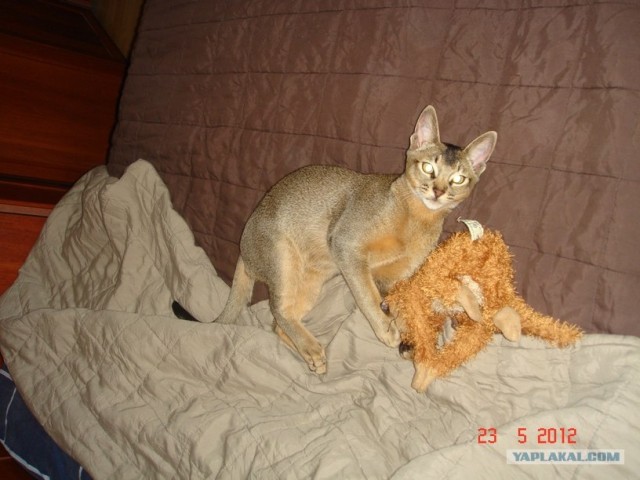 Котовторник  12. 06. 2012