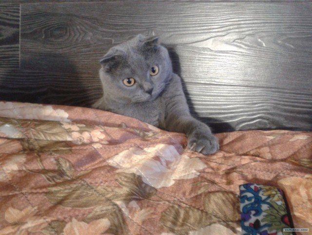 Котовторник 10. 07. 2012
