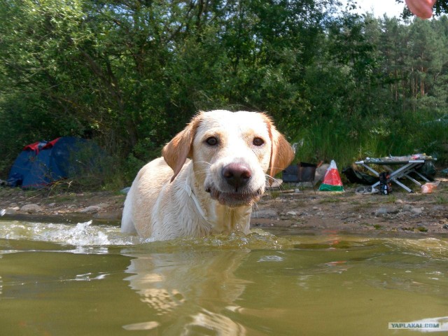 Собакочетверг